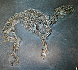 2002-06-15 "Fossilien aus der Grube Messel"