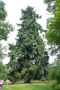 2009-07-04 Vereinsausflug nach Fürstlich Drehna
