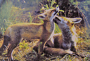 2013-01-26 "Der Fuchs in unserer Landschaft".