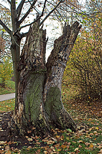 Burggeländee Richterlinde