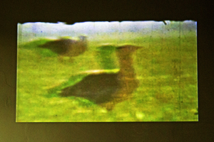 2014-02-25 Großtrappen ein immer seltener werdender Vogel