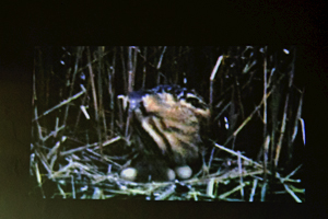 2014-02-25 Großtrappen ein immer seltener werdender Vogel