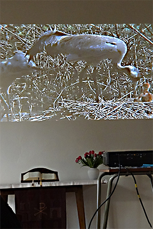 Kranich und Jungvogel aus der Nähe gefilmt