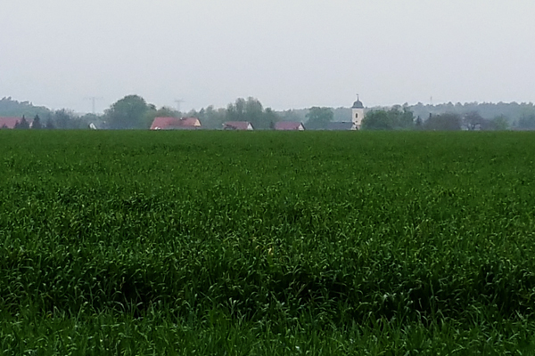 Im Grau des Morgens die Skyline von Schünow