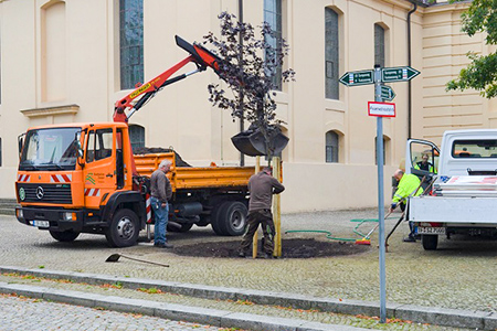 2020-10-04 Baum als Gedenken an das 700. Jahr...