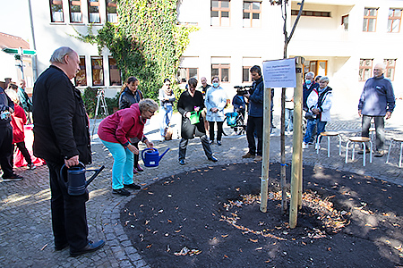 2020-10-04 Baum als Gedenken an das 700. Jahr...