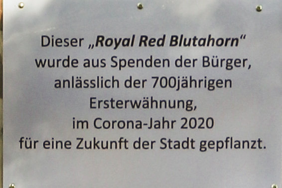 2020-10-04 Baum als Gedenken an das 700. Jahr...