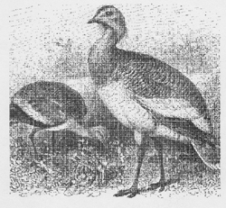 1994-03-12 Vogelwelt um Zossen