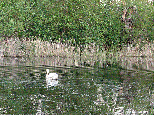 2007-05-05 Vogelstimmenwanderung immer ein Erlebnis