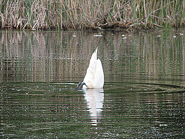 2007-05-05 Vogelstimmenwanderung immer ein Erlebnis