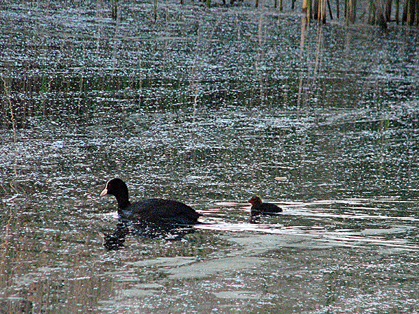 2007-05-05 Vogelstimmenwanderung immer ein Erlebnis
