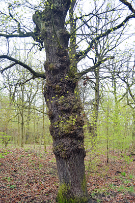2013-04-27 Vom „Alten Krug“ zum Gerlachshof